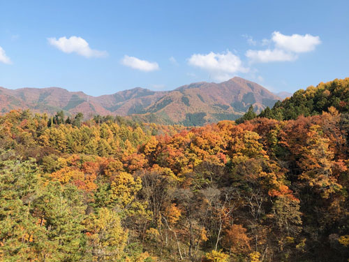 信州高山村の美しい紅葉