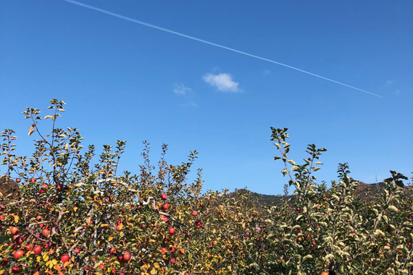 ふじりんごと飛行機雲