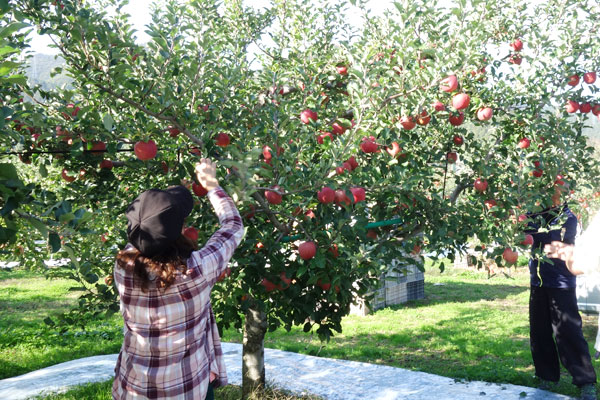 ふじりんごの収穫作業