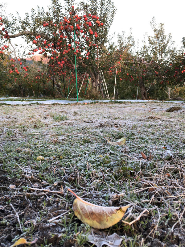 霜が降りたりんご畑